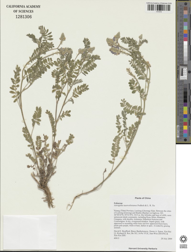 Astragalus austrotibetanus photo 2