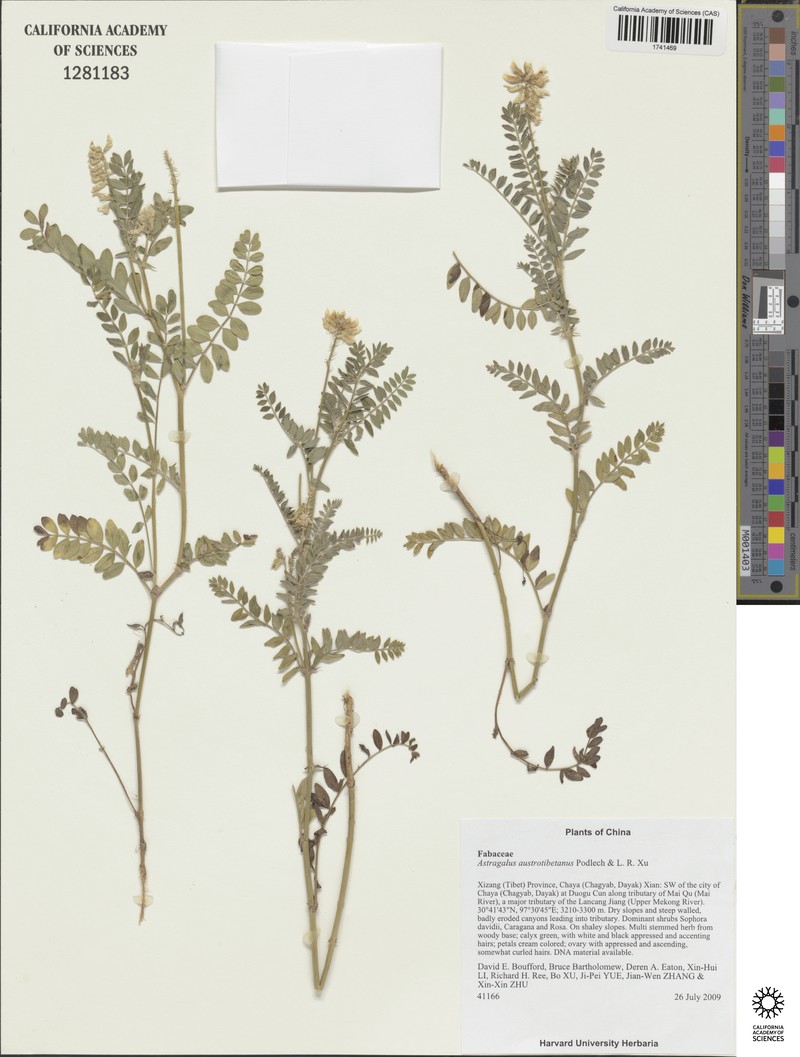 Astragalus austrotibetanus photo 3
