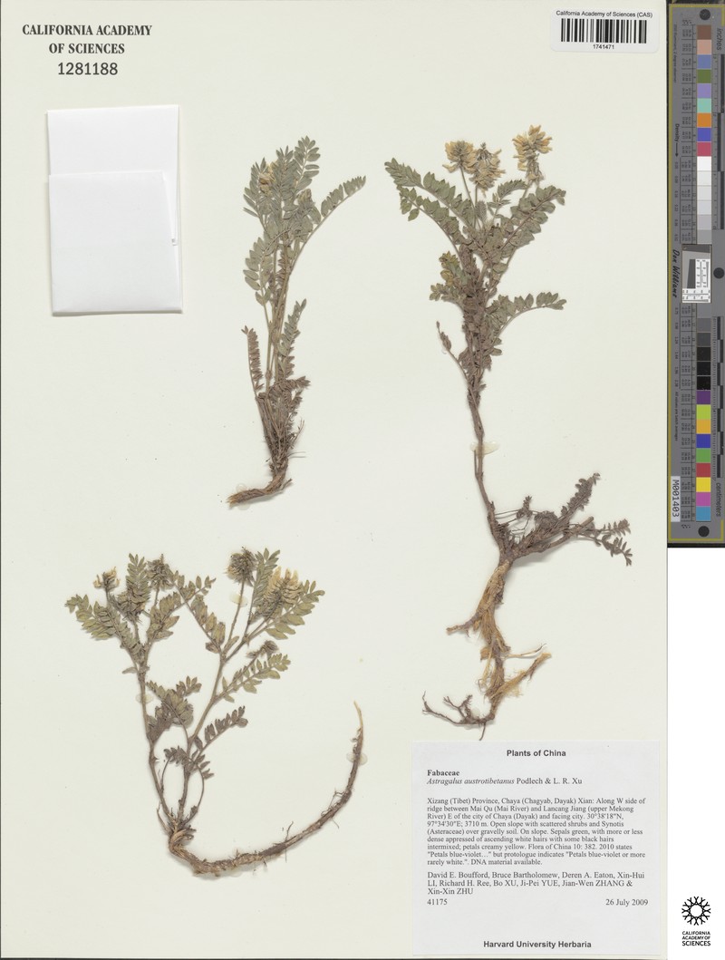 Astragalus austrotibetanus photo 4