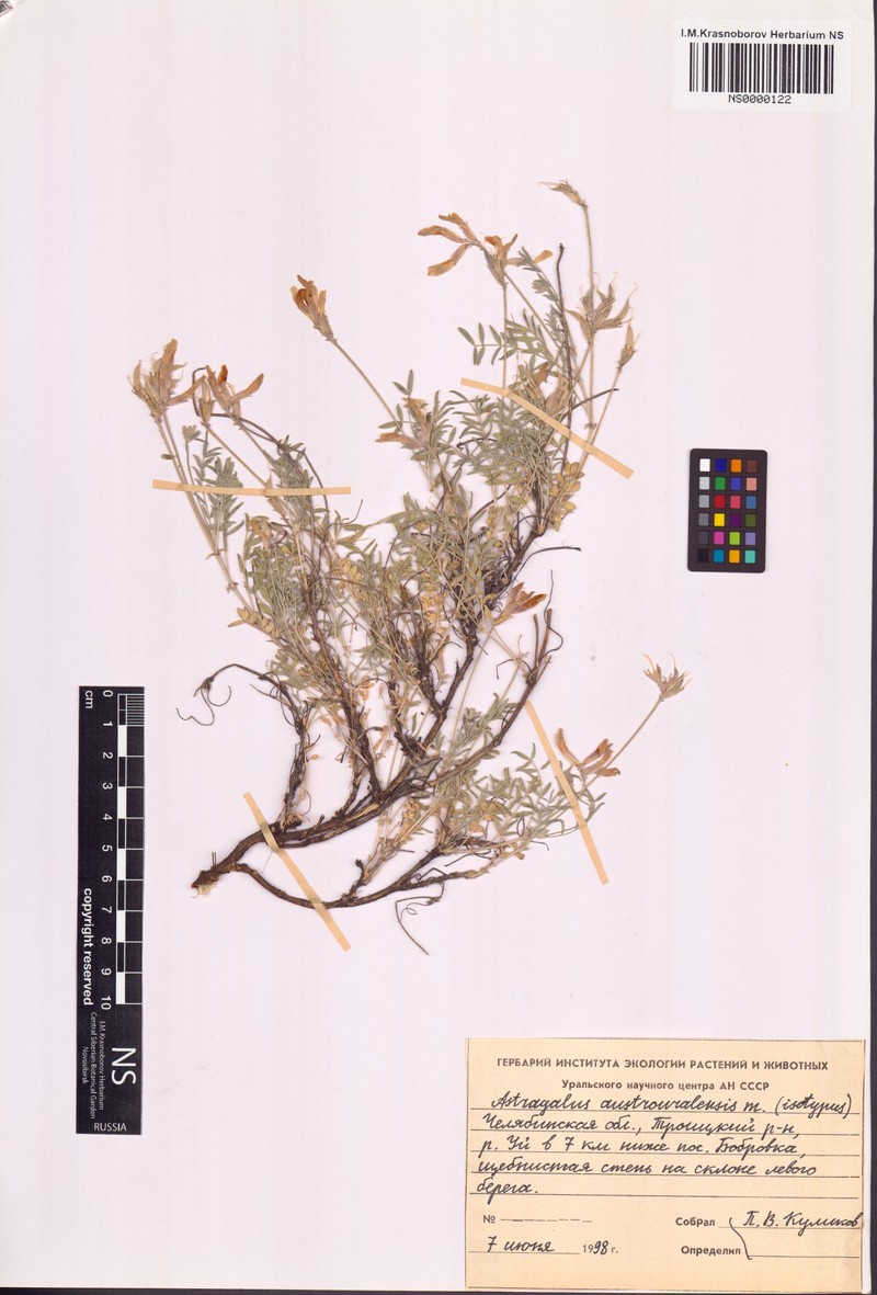 Astragalus austrouralensis
