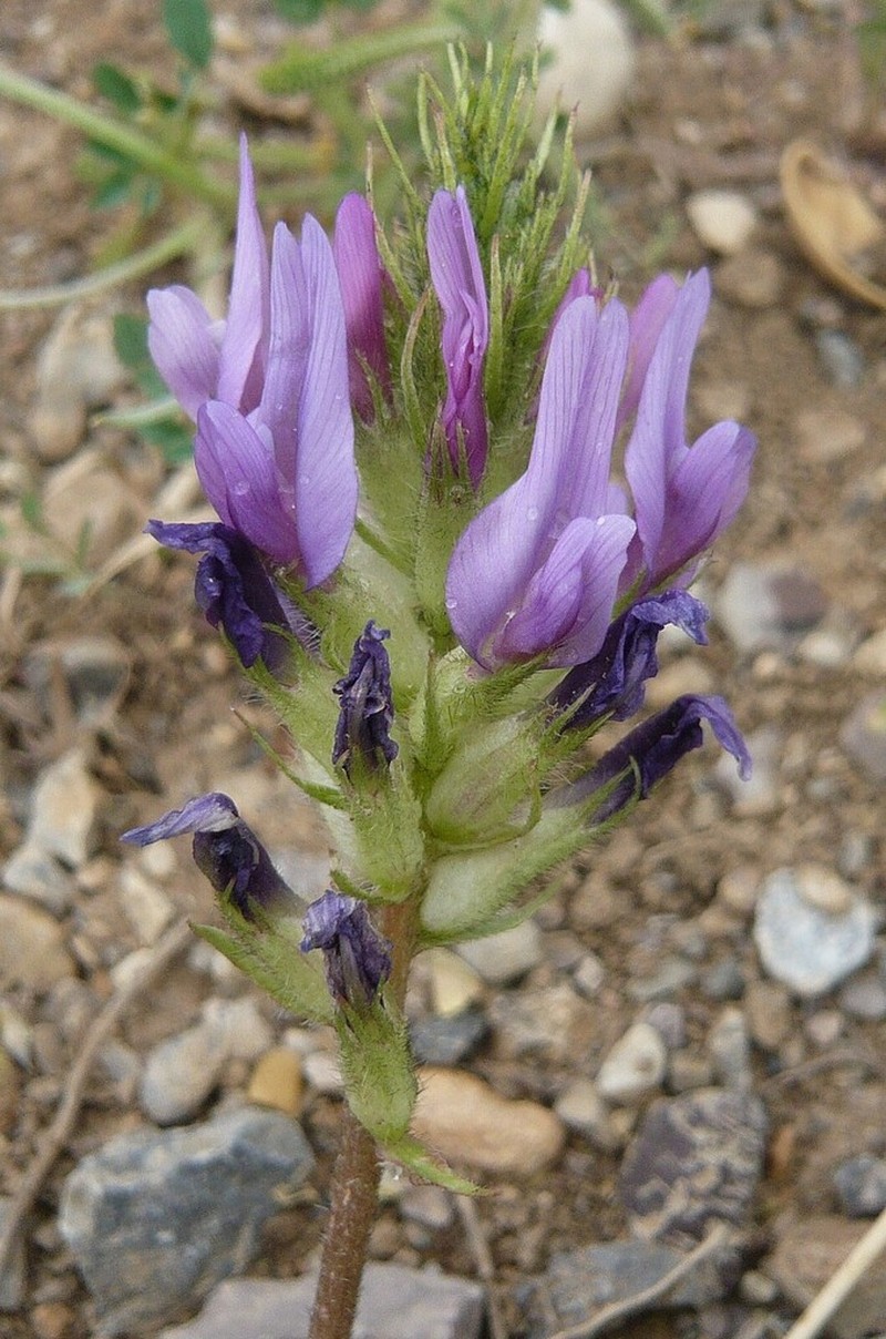 Astragalus aznabjurticus