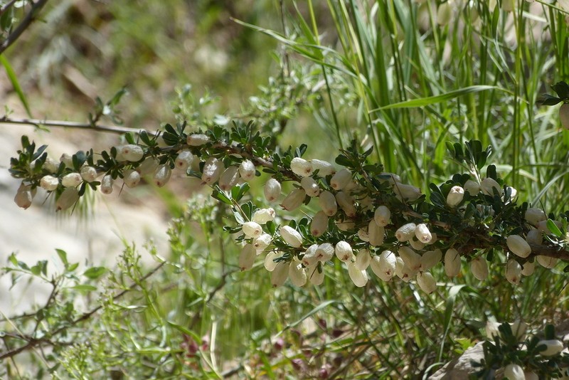 Astragalus baba-alliar photo 2
