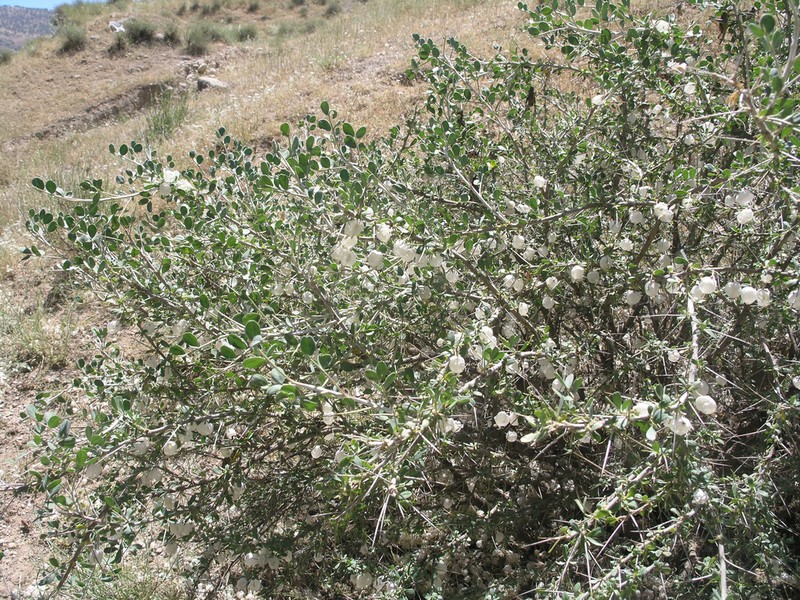 Astragalus baba-alliar photo 3