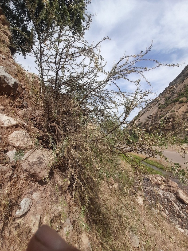 Astragalus baba-alliar photo 4
