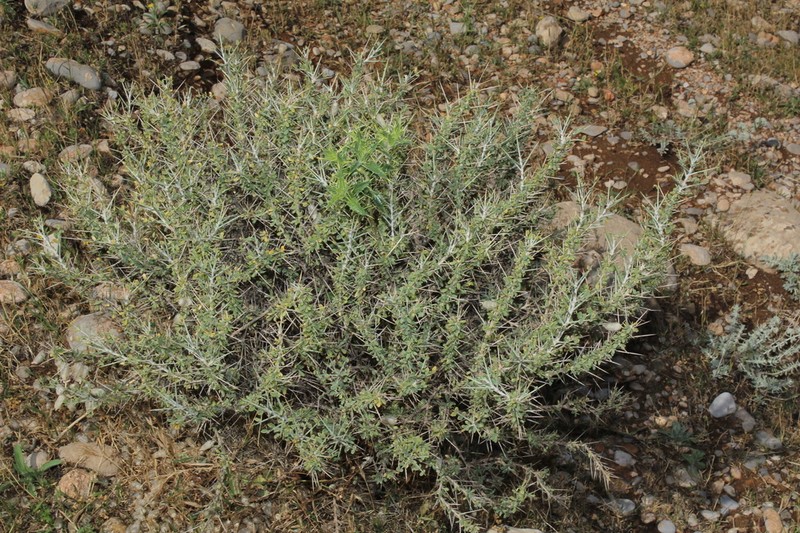 Astragalus baba-alliar photo 5