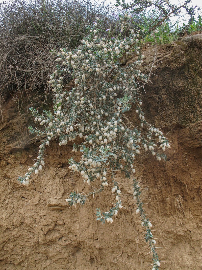 Astragalus baba-alliar photo 6