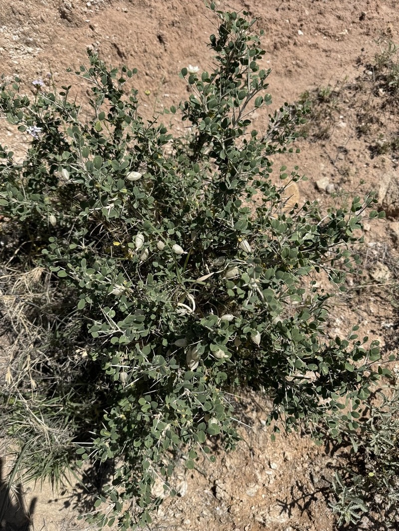 Astragalus baba-alliar photo 7