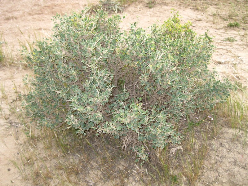 Astragalus baba-alliar photo 8