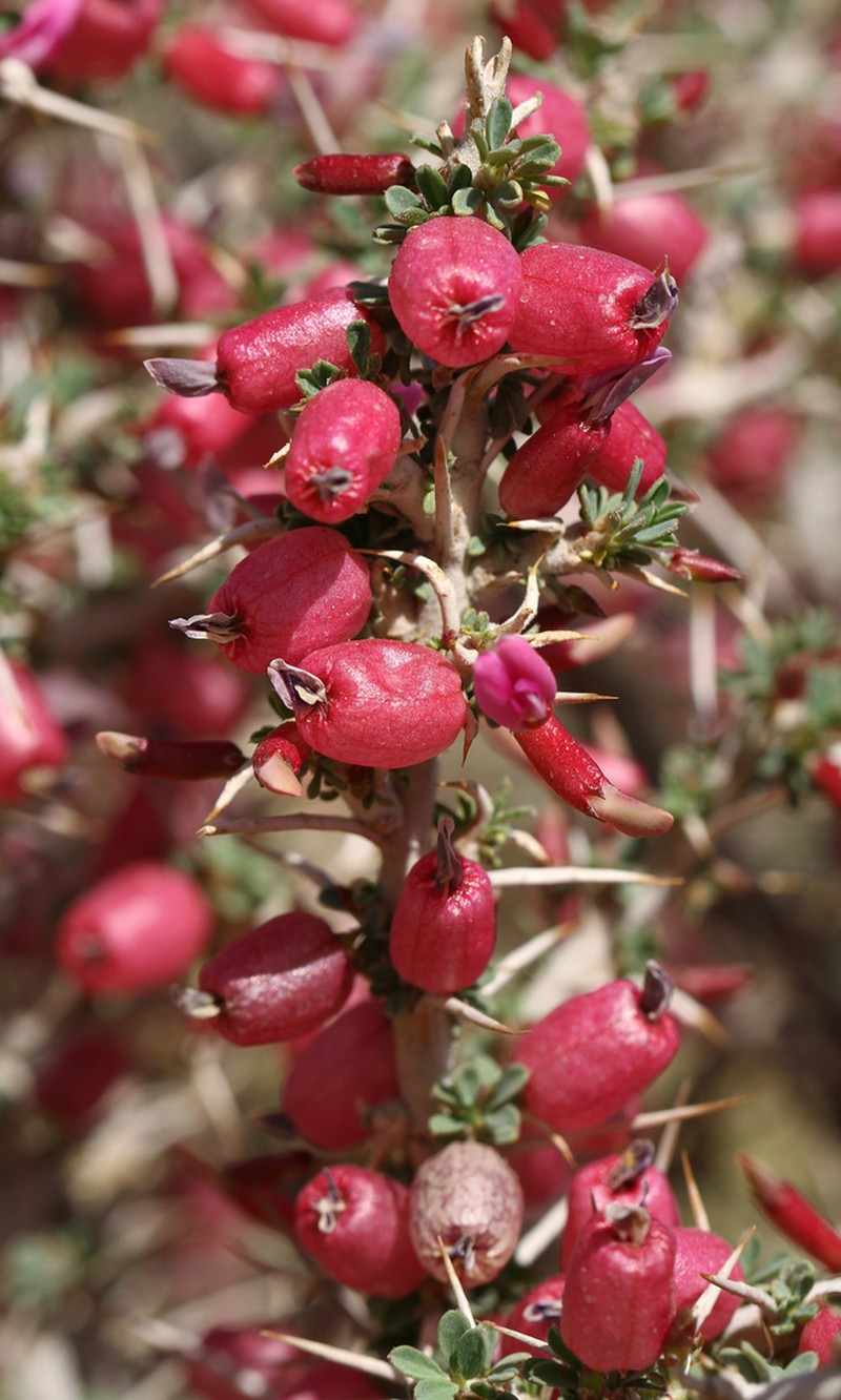 Astragalus baba-alliar