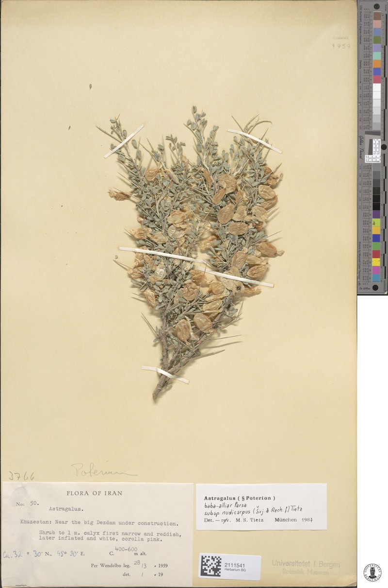 Astragalus baba-alliar photo 2