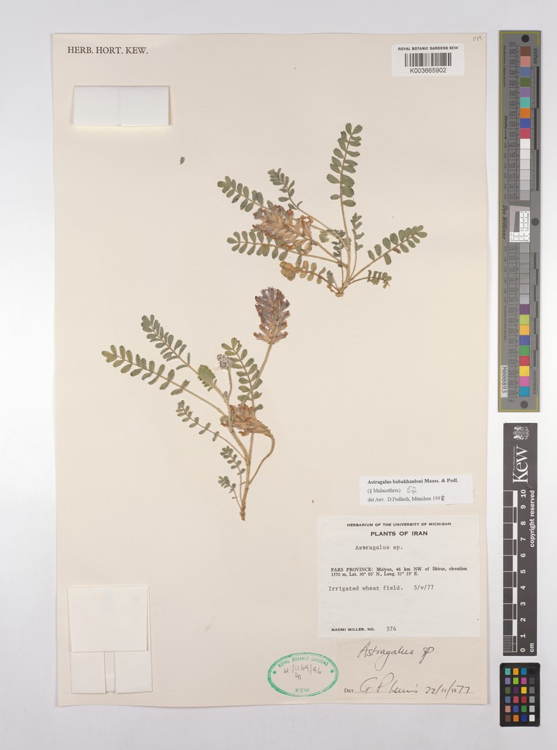 Astragalus babakhanloui