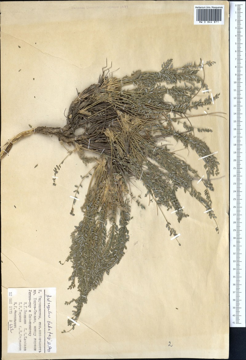 Astragalus babatagi