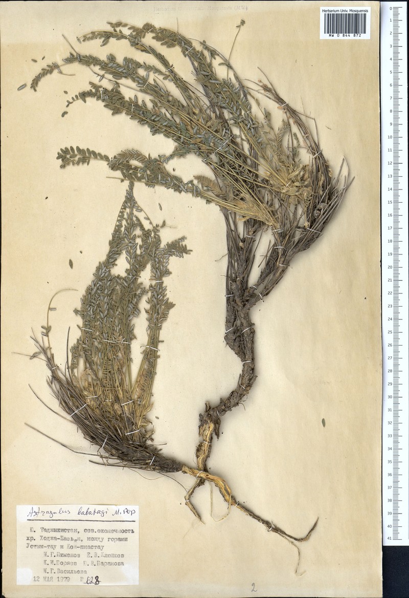 Astragalus babatagi photo 2