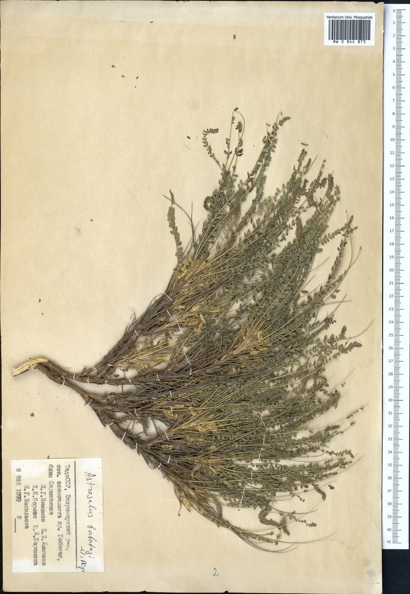 Astragalus babatagi photo 3