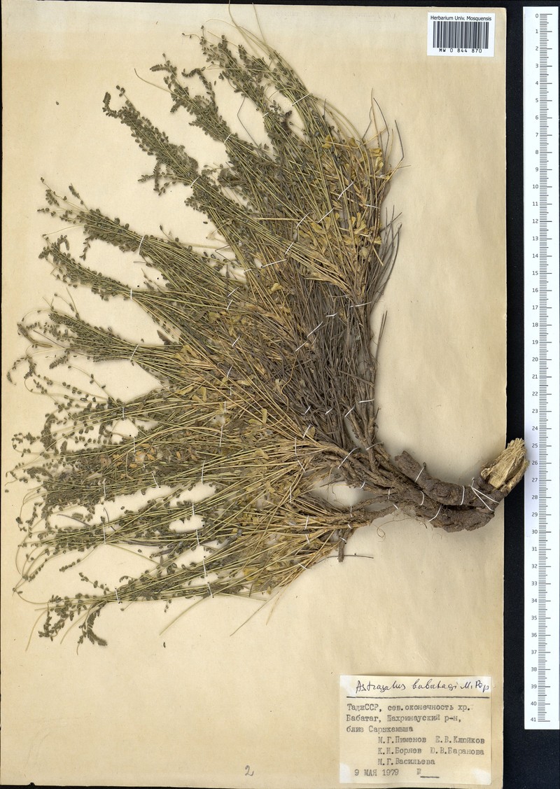 Astragalus babatagi photo 4