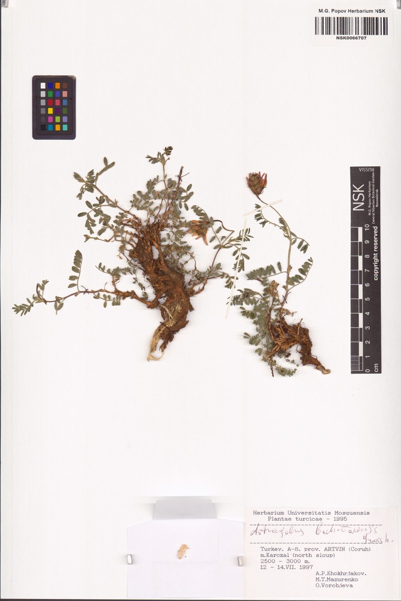 Astragalus bachmarensis