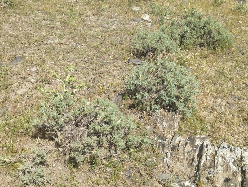Astragalus bactrianus photo 2