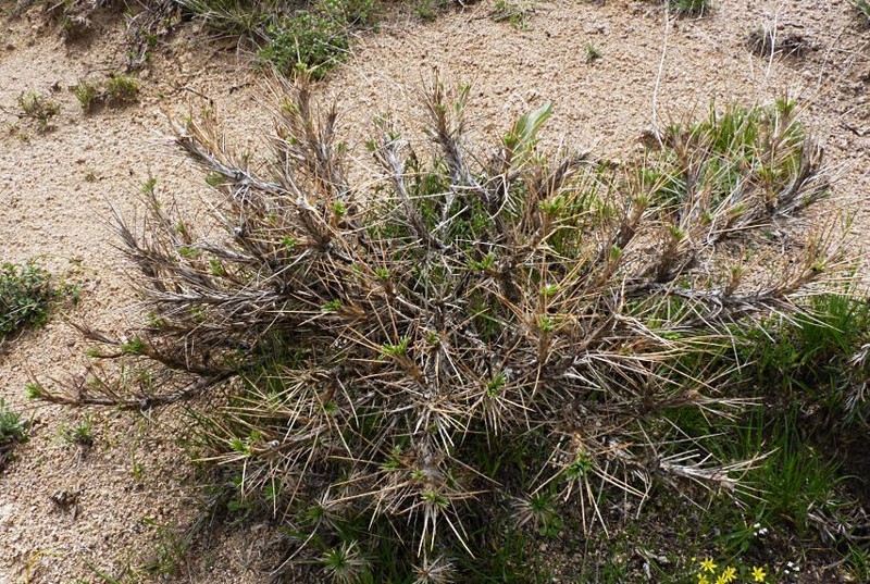 Astragalus bactrianus photo 3
