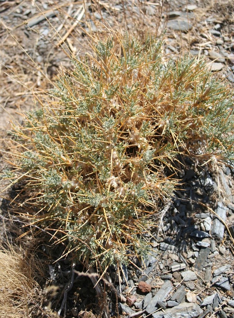Astragalus bactrianus photo 4