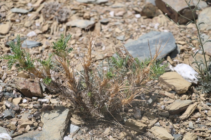 Astragalus bactrianus photo 5