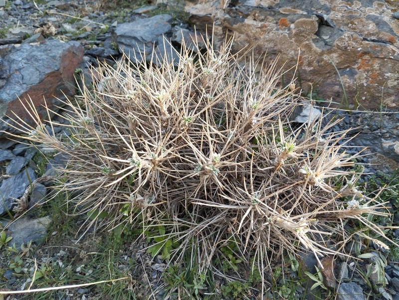Astragalus bactrianus photo 6