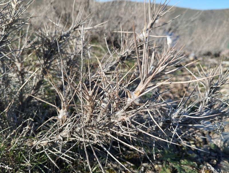 Astragalus bactrianus photo 7