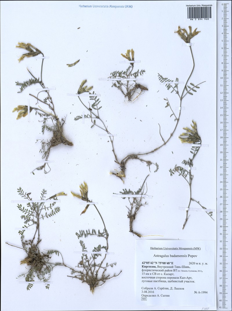 Astragalus badamensis