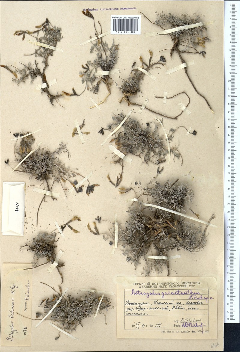 Astragalus badamensis photo 2