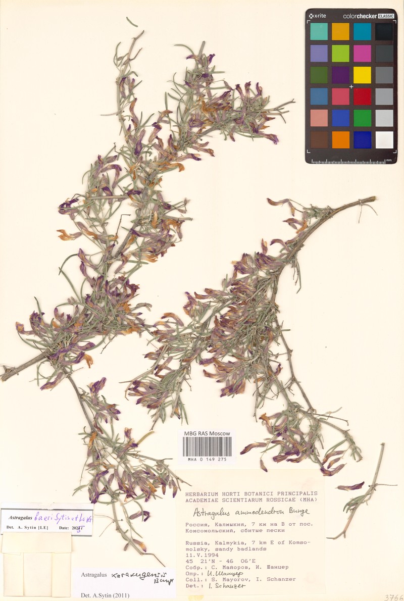 Astragalus baeri
