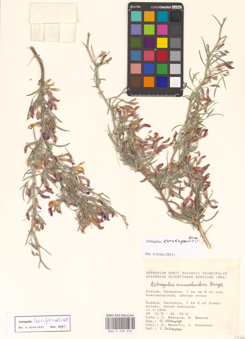 Astragalus baeri photo 2