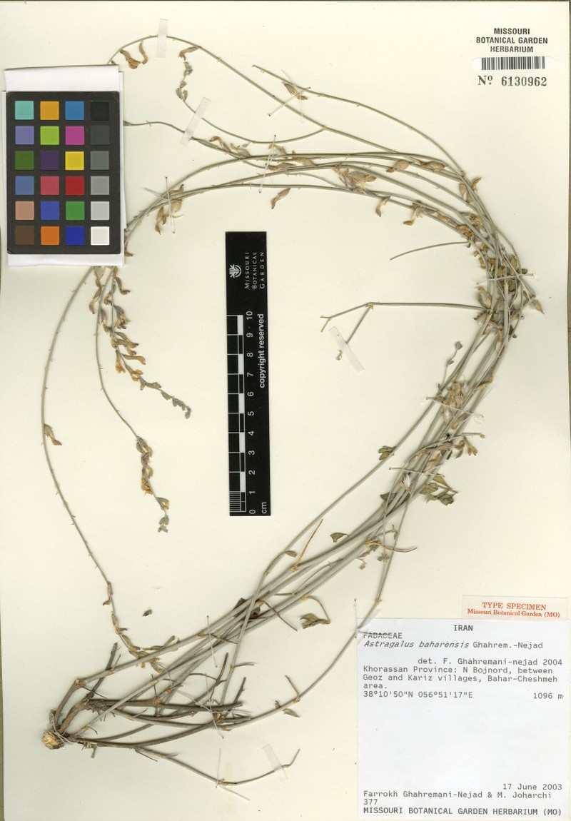 Astragalus baharensis