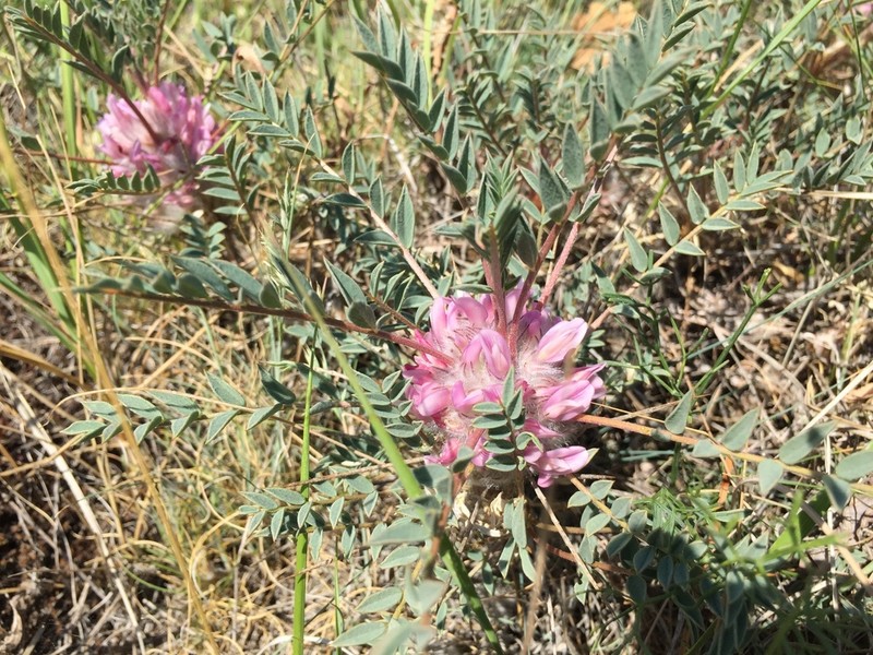 Astragalus baibutensis