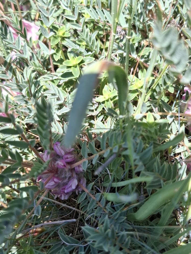 Astragalus baibutensis photo 2