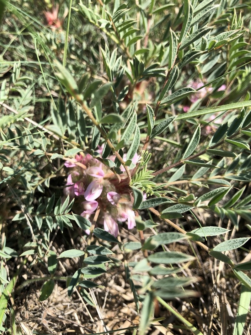 Astragalus baibutensis photo 3