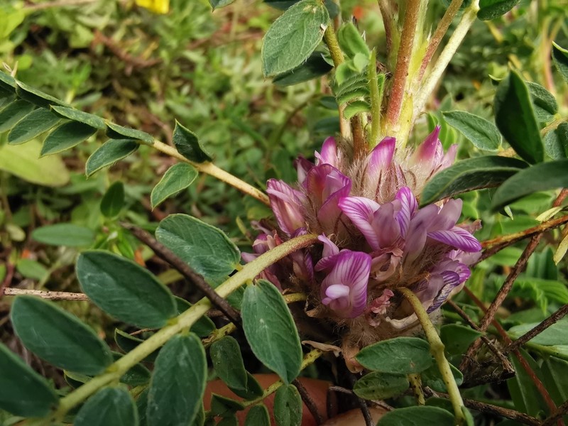 Astragalus baibutensis photo 4