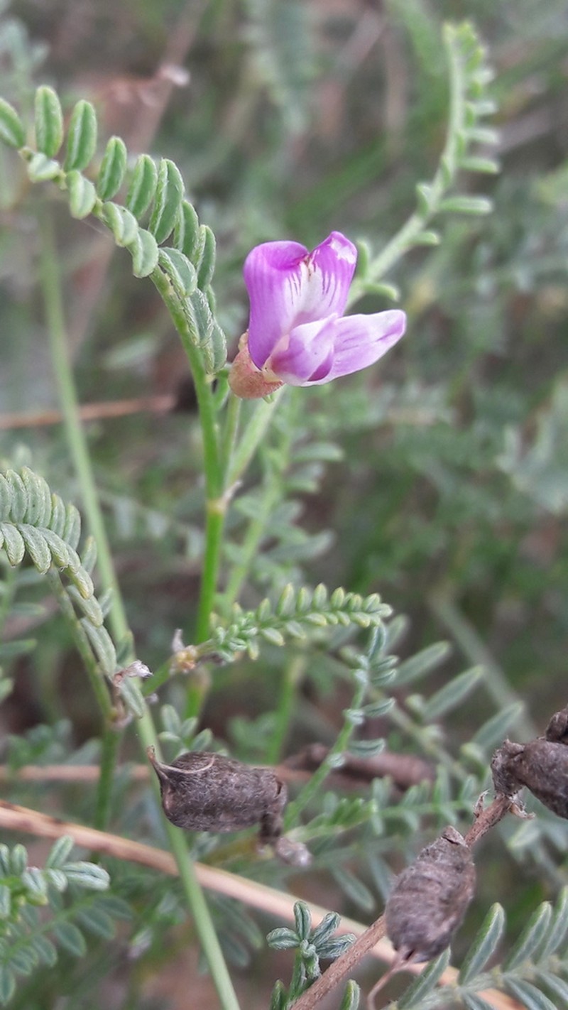 Astragalus baionensis
