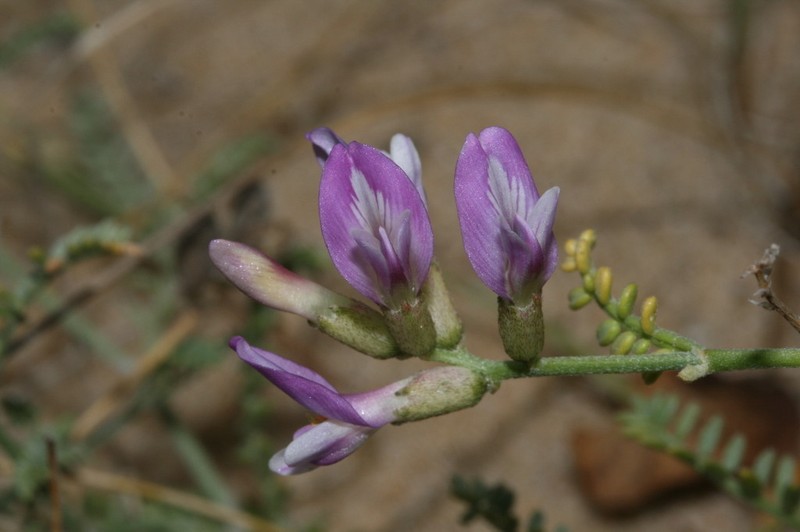 Astragalus baionensis photo 2