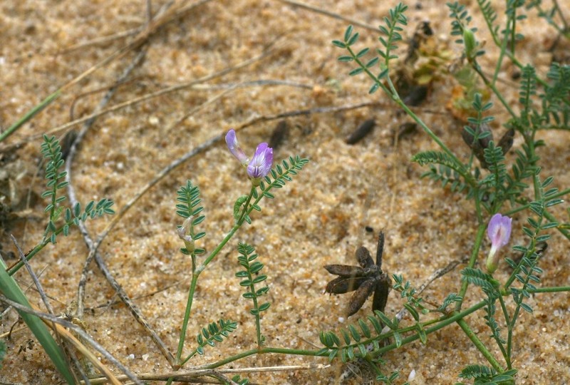Astragalus baionensis photo 3