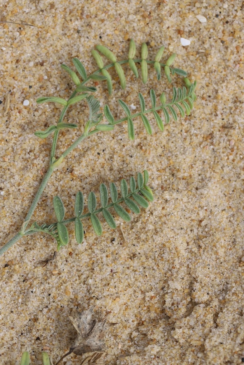 Astragalus baionensis photo 4