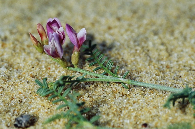 Astragalus baionensis photo 5