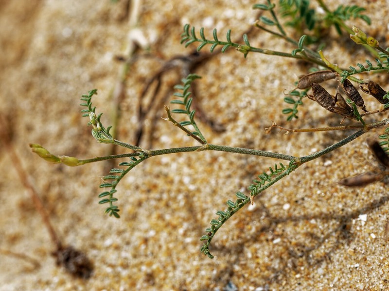Astragalus baionensis photo 6
