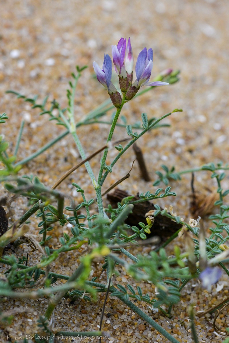 Astragalus baionensis photo 7