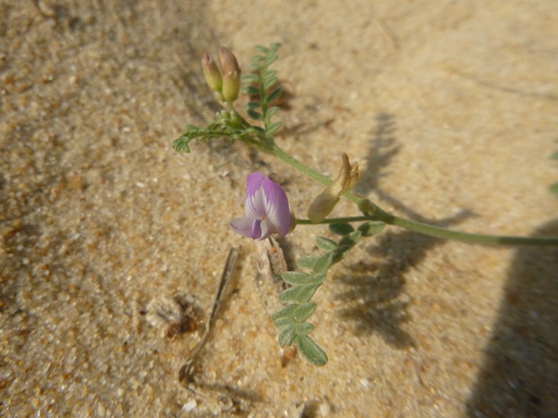 Astragalus baionensis photo 8