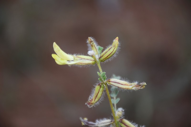 Astragalus baissunensis