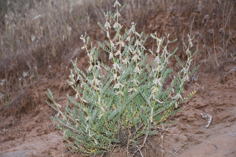 Astragalus baissunensis photo 2