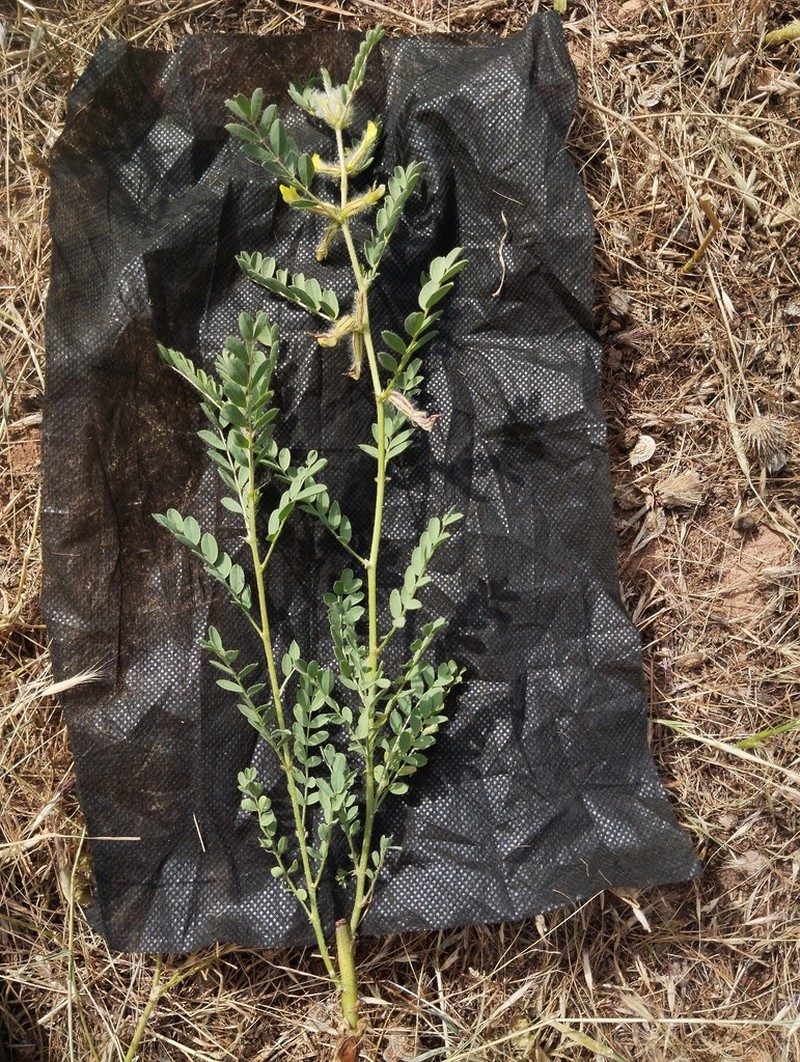 Astragalus baissunensis photo 3