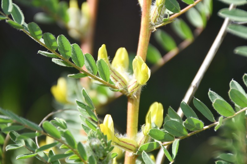 Astragalus baissunensis photo 4