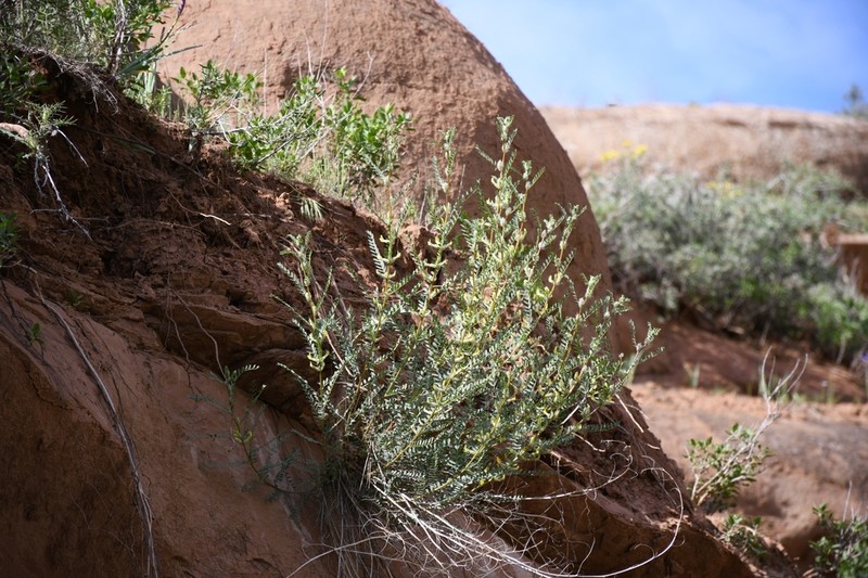 Astragalus baissunensis photo 5