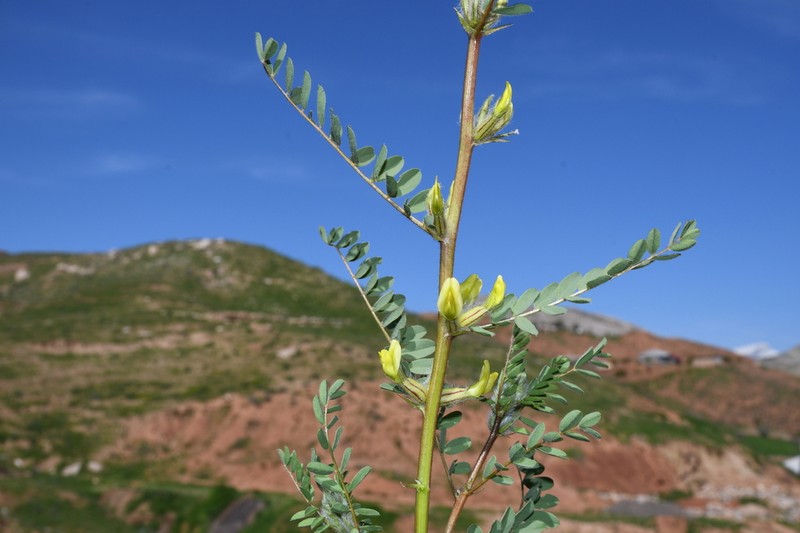 Astragalus baissunensis photo 6