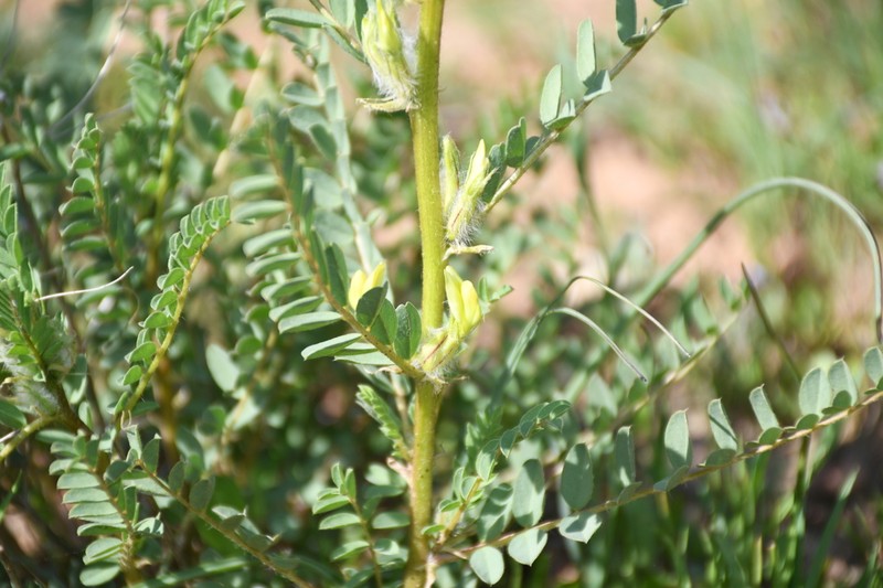 Astragalus baissunensis photo 7